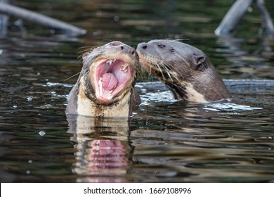 A Giant River Otter Family In The Amazon Forest Of Ecuador