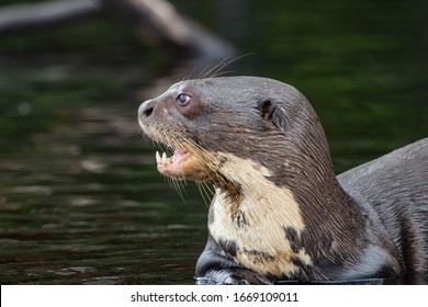 Amazon River Otter High Res Stock Images Shutterstock