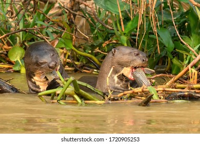 Giant River Otter (Pteronura Brasiliensis) - Fish Feast