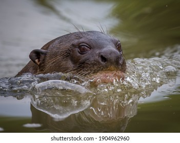 Amazon River Otter High Res Stock Images Shutterstock