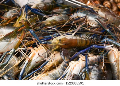 Giant River Prawn Giant Freshwater Prawn Stock Photo 1523885591 ...