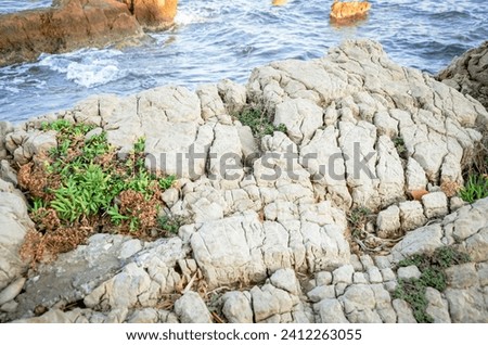 Giant rock textured cliff edge with juicy greenery in cracks isolated on sea waves background on sunny day sunlight.