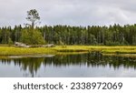 Giant rocks with Lone tree growing on small swamp island in the middle of Grössjön lake in bog or swamp surrounded by pine forest and tall grass on gloomy cloudy grey summer day in Umea, Sweden