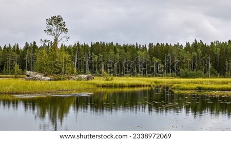 Giant rocks with Lone tree growing on small swamp island in the middle of Grössjön lake in bog or swamp surrounded by pine forest and tall grass on gloomy cloudy grey summer day in Umea, Sweden