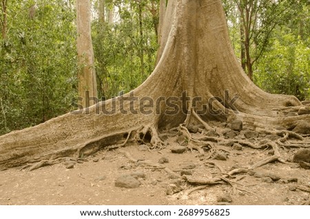 Giant root system of the Tung tree Tetrameles nudiflora. Cat Tien National Park. Vietnam.