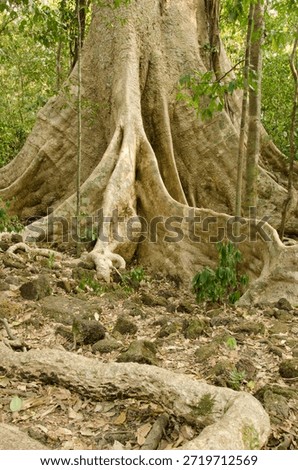 Giant root system of the Tung tree Tetrameles nudiflora. Cat Tien National Park. Vietnam.