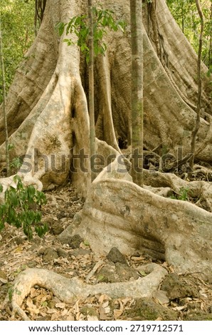 Giant root system of the Tung tree Tetrameles nudiflora. Cat Tien National Park. Vietnam.