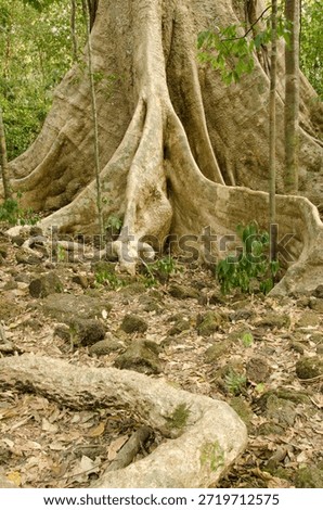 Giant root system of the Tung tree Tetrameles nudiflora. Cat Tien National Park. Vietnam.
