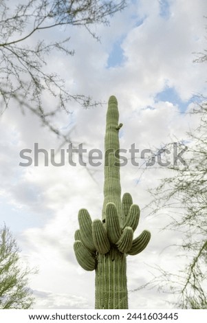 giant saguaro against cloudy sky blue puffy clouds sun bright light