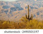 Giant saguaro cacti in the saguaro forest in the Saguaro National Park; the Catalina Mountains in the background