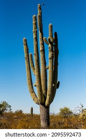 Giant Saguaro Cactus With Bird Approaching Nest In Sonoran Desert