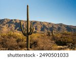 Giant saguaro cactus in the saguaro forest at Saguaro National Park in Arizona;  Vintage America, Wild West or Cactus Desert Background