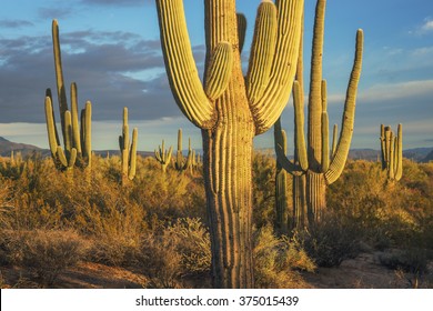 Giant Saguaro Cactus Near Phoenix, Arizona.