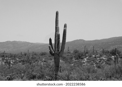 Giant Saguaro With Little Bird