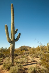 Giant Saguaro Tree Located On The Desert Discovery Trail At Saguaro National Park In Arizona, USA.  These Cacti Live Up To 200 Years And Weigh Up To 7 Tons. 