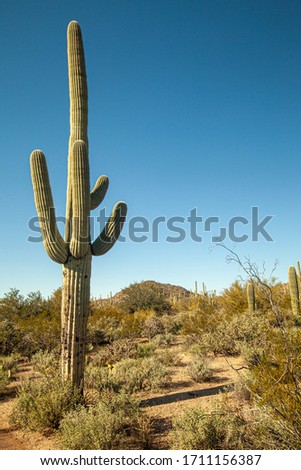 Giant Saguaro tree located on the Desert discovery trail at Saguaro National Park in Arizona, USA.  These cacti live up to 200 years and weigh up to 7 tons. 