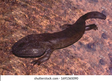 A Giant Salamander Of Japan