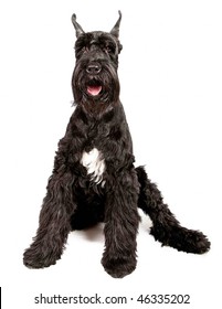 Giant Schnauzer