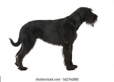 Giant Schnauzer Dog