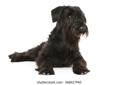 Giant Schnauzer Dog