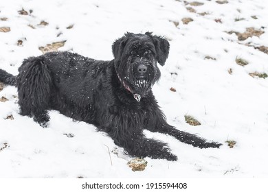 Giant schnauzer dog with black fur playing and rolling in snow in winter and fog weather, Germany