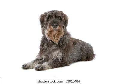 giant schnauzer isolated on a white background