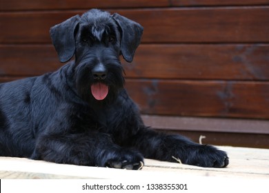 Giant Schnauzer Plays A Black Puppy