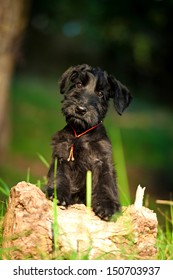  Giant Schnauzer Puppy 