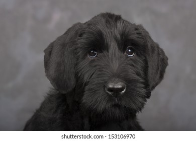 Giant Schnauzer Puppy 