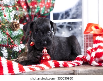 Giant Schnauzer Puppy