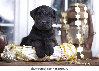 Giant Schnauzer Puppy