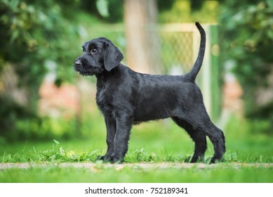 Giant Schnauzer Puppy