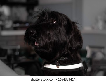 Giant Schnauzer Puppy At Home