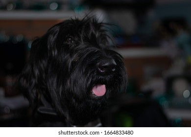 Giant Schnauzer Puppy At Home