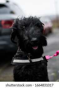 Giant Schnauzer Puppy On Lead