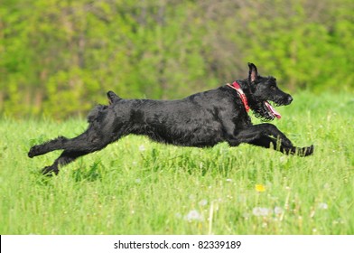 Giant Schnauzer Running