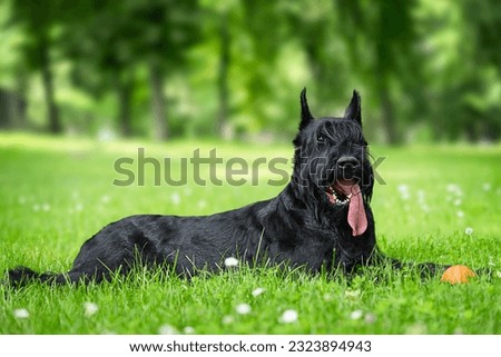 Giant schnauzer with tongue out lies in the park on the green grass.