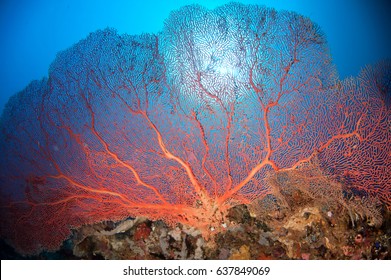 Giant Sea Fan And Sun Light