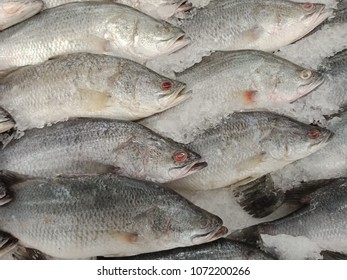 Giant Seaperch Sea Fish Ice Pick Stock Photo 1072200266 | Shutterstock