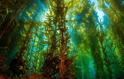 Giant Seaweed In The Underwater World. Underwater Seaweed. Seaweed Underwater Scene. Giant Seaweed Underwater
