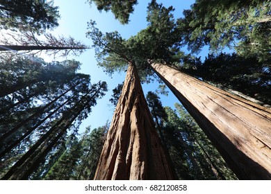 Giant Sequioa Trees In Sequioa National Park. California. USA