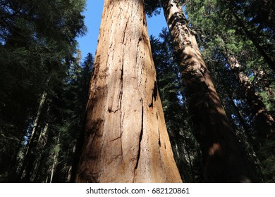 Giant Sequioa Trees In Sequioa National Park. California. USA