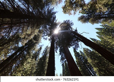 Giant Sequioa Trees In Sequioa National Park. California. USA