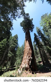 Giant Sequioa Trees In Sequioa National Park. California. USA