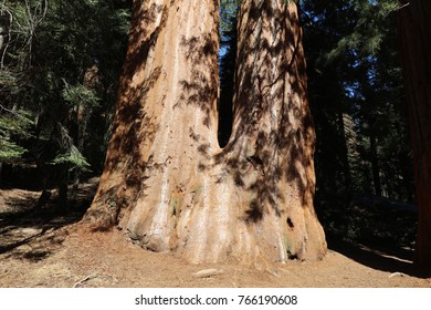 Giant Sequioa Trees In Sequioa National Park. California. USA