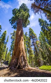 Giant Sequoia