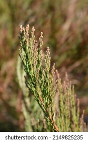 Giant Sequoia Branch - Latin Name - Sequoiadendron Giganteum