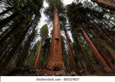 Giant Sequoia Forest In Sequoia National Park, California