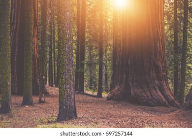 Giant Sequoia Forest Place. Sunset In The Californian Sierra Nevada Mountains.