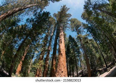 Giant Sequoia Forest In Yosemite National Park